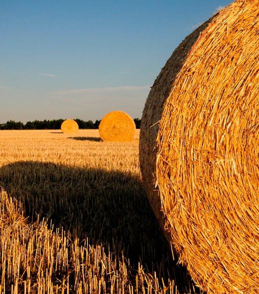 Balla di fieno teritori - rete agricola biellese