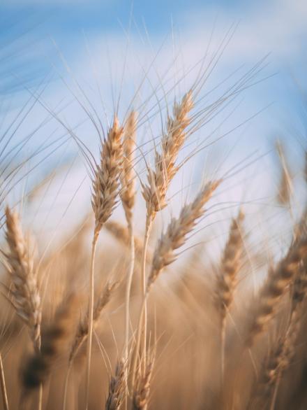 Campo di grano - teritori